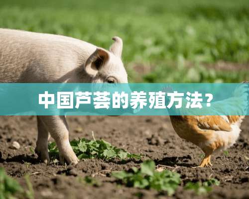 中国芦荟的养殖方法？