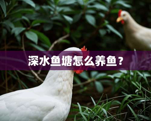 深水鱼塘怎么养鱼？