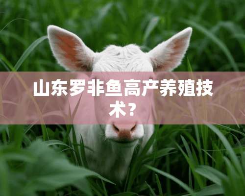 山东罗非鱼高产养殖技术？