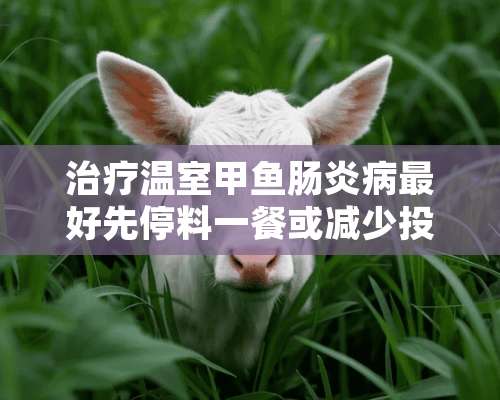 治疗温室甲鱼肠炎病最好先停料一餐或减少投喂量