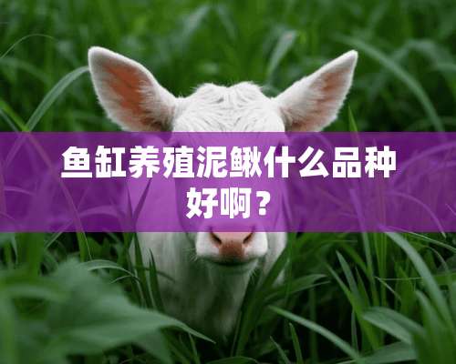 鱼缸养殖泥鳅什么品种好啊？