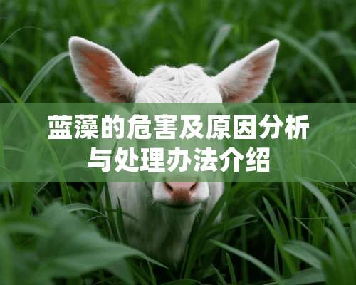 蓝藻的危害及原因分析与处理办法介绍