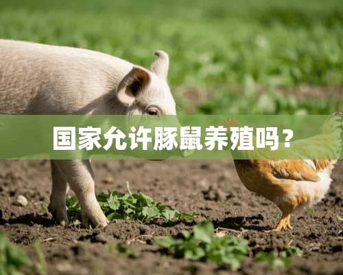 国家允许豚鼠养殖吗？