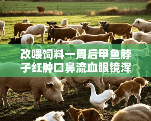 改喂饲料一周后甲鱼脖子红肿口鼻流血眼镜浑浊怎么办