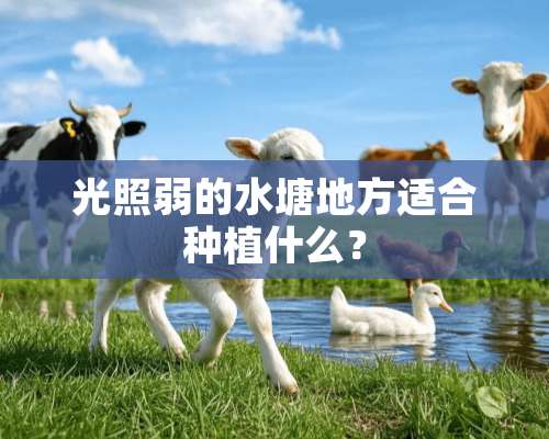 光照弱的水塘地方适合种植什么？