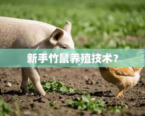 新手竹鼠养殖技术？