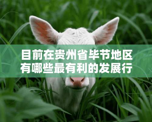 目前在贵州省毕节地区有哪些最有利的发展行业？