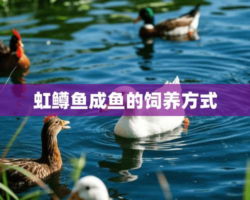 虹鳟鱼成鱼的饲养方式