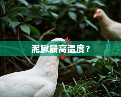 泥鳅最高温度？