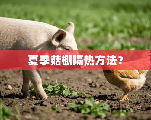 夏季菇棚隔热方法？