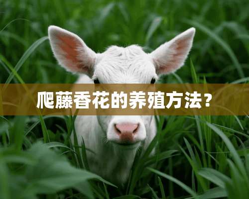 爬藤香花的养殖方法？