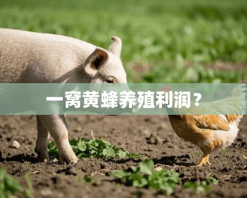 一窝黄蜂养殖利润？