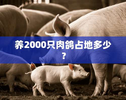 养2000只肉鸽占地多少？