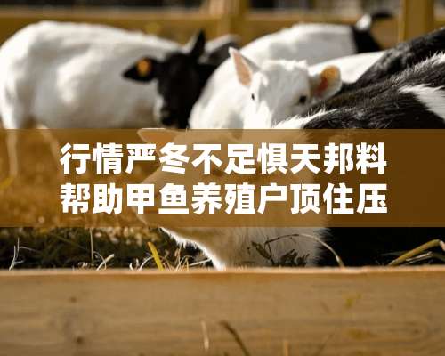 行情严冬不足惧天邦料帮助甲鱼养殖户顶住压力