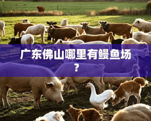 广东佛山哪里有鳗鱼场？