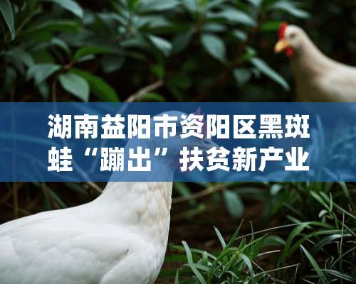 湖南益阳市资阳区黑斑蛙“蹦出”扶贫新产业