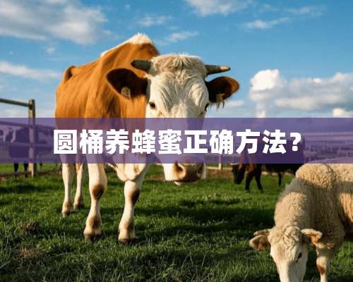 圆桶养蜂蜜正确方法？