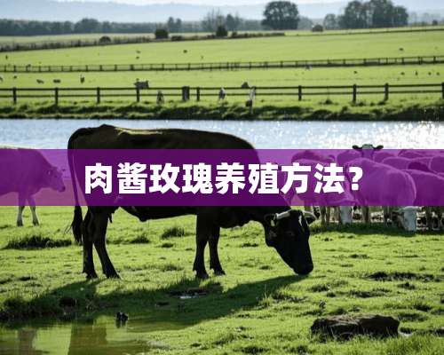 肉酱玫瑰养殖方法？