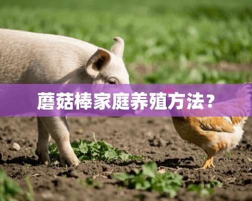 蘑菇棒家庭养殖方法？