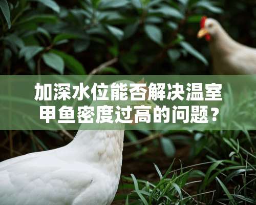 加深水位能否解决温室甲鱼密度过高的问题？