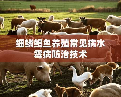 细鳞鲳鱼养殖常见病水霉病防治技术