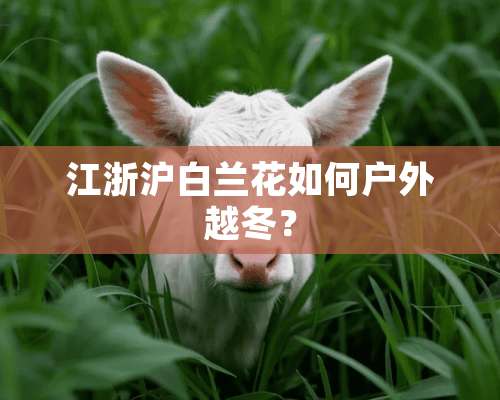 江浙沪白兰花如何户外越冬？