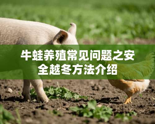 牛蛙养殖常见问题之安全越冬方法介绍