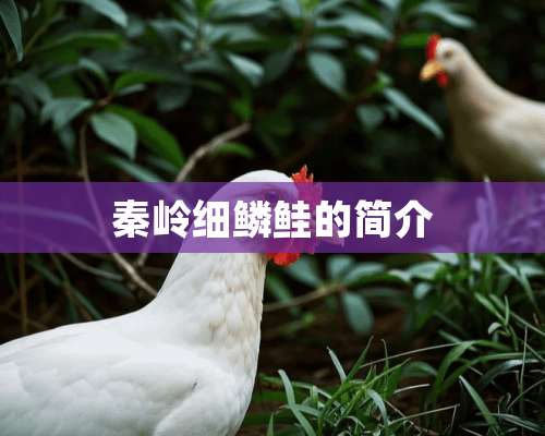 秦岭细鳞鲑的简介