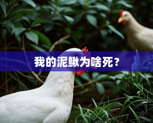 我的泥鳅为啥死？