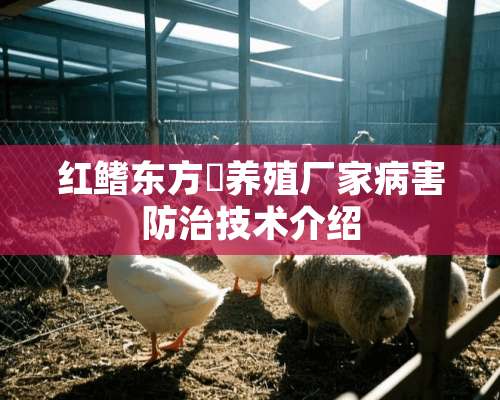 红鳍东方鲀养殖厂家病害防治技术介绍