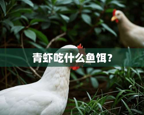 青虾吃什么鱼饵？