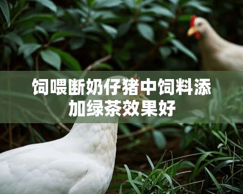 饲喂断奶仔猪中饲料添加绿茶效果好