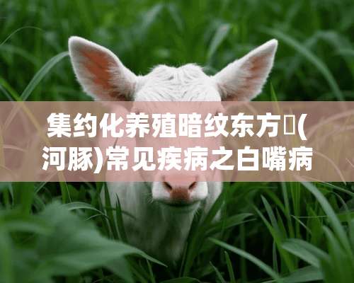 集约化养殖暗纹东方鲀(河豚)常见疾病之白嘴病防治技术