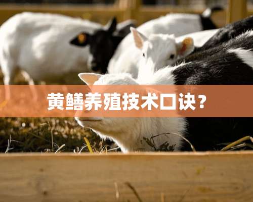 黄鳝养殖技术口诀？