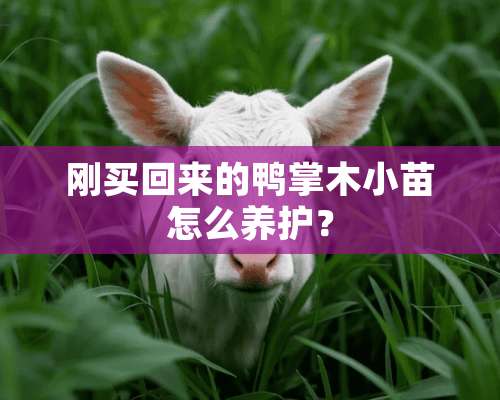 刚买回来的鸭掌木小苗怎么养护？