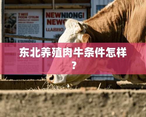 东北养殖肉牛条件怎样？