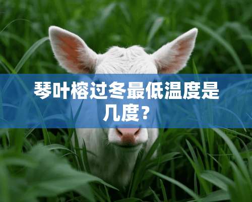 琴叶榕过冬最低温度是几度？