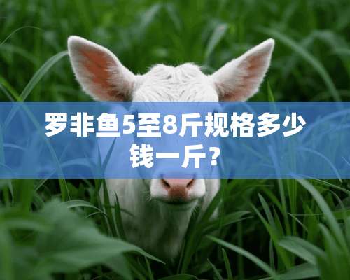 罗非鱼5至8斤规格多少钱一斤？