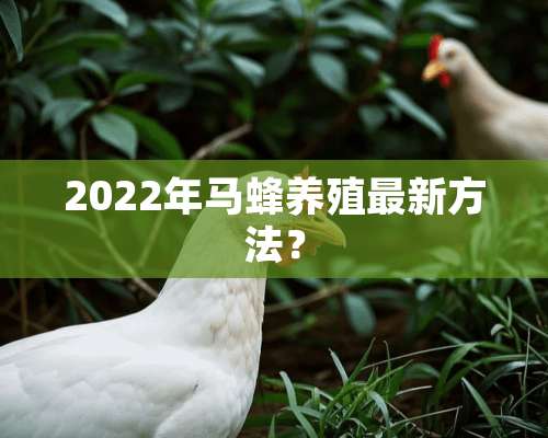 2022年马蜂养殖最新方法？