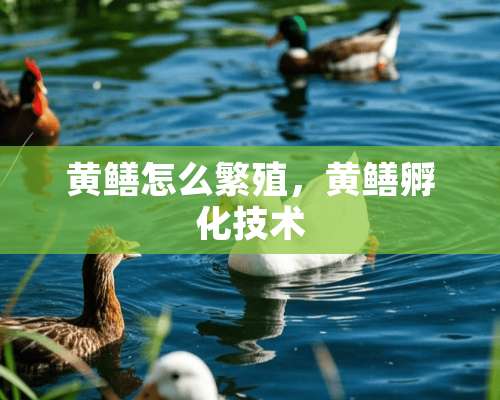 黄鳝怎么繁殖，黄鳝孵化技术