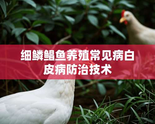 细鳞鲳鱼养殖常见病白皮病防治技术