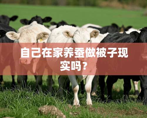 自己在家养蚕做被子现实吗？