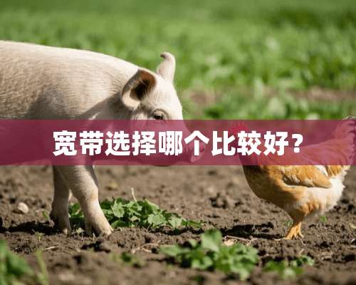 宽带选择哪个比较好？