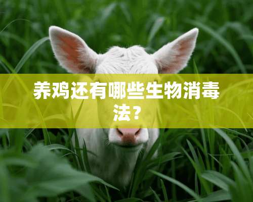 养鸡还有哪些生物消毒法？