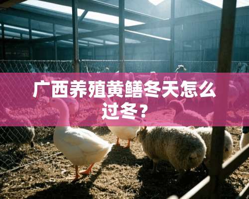 广西养殖黄鳝冬天怎么过冬？