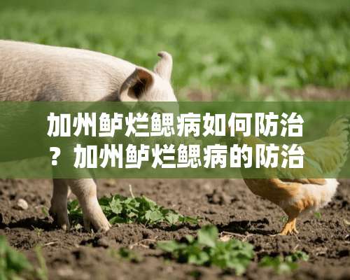 加州鲈烂鳃病如何防治？加州鲈烂鳃病的防治方法