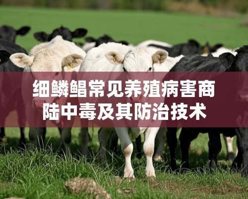 细鳞鲳常见养殖病害商陆中毒及其防治技术