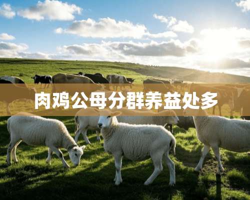 肉鸡公母分群养益处多