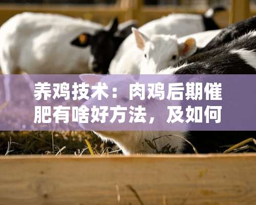 养鸡技术：肉鸡后期催肥有啥好方法，及如何有效地降低？