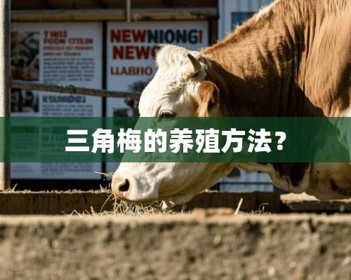 三角梅的养殖方法？